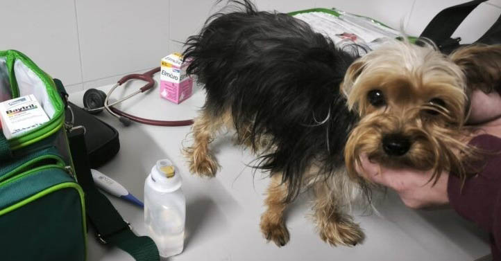 El Colegio de Veterinarios de Málaga despliega en Ronda un dispositivo especial de asistencia para los animales afectados por el temporal