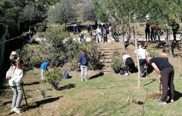 Abierto el plazo para participar en las arboladas de la Diputación en la Serranía de Ronda
